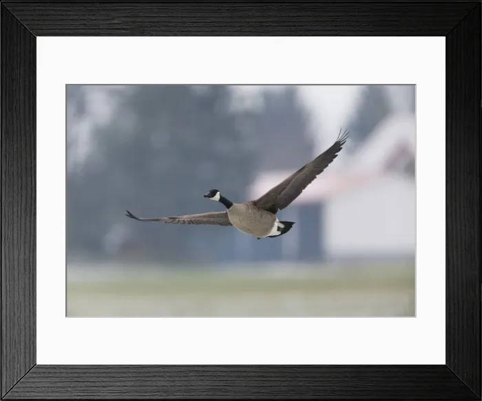 Framed Print : 1803_0033. Canada Goose - in flight in winter; North Hessen, Germany Date: 11-Feb-19 Framed Print : 1803_0033. Canada Goose - in flight in winter; North Hessen, Germany Date: 11-Feb-19