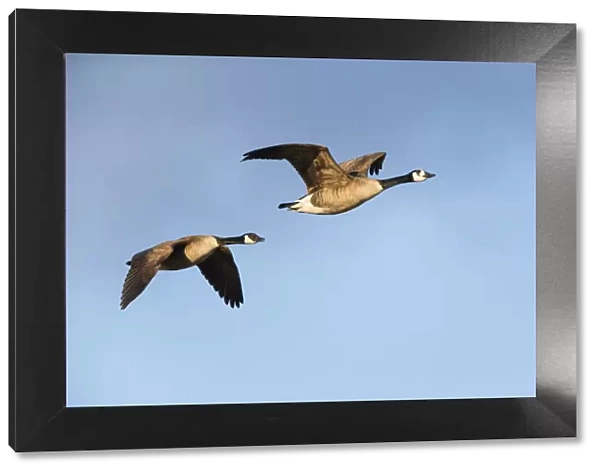 1803_0059. Canada Goose - two birds in flight, North Hessen, Germany Date: 11-Feb-19