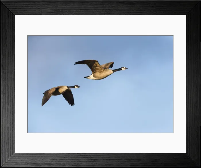 Framed Print : 1803_0059. Canada Goose - two birds in flight, North Hessen, Germany Date: 11-Feb-19 Framed Print : 1803_0059. Canada Goose - two birds in flight, North Hessen, Germany Date: 11-Feb-19