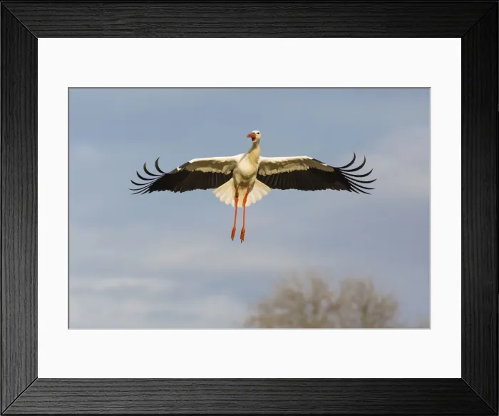 Framed Print : 180403w0004 Framed Print : 180403w0004