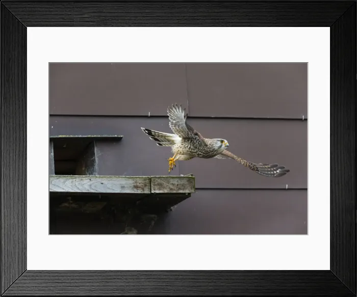 Framed Print : 180405d0010 Framed Print : 180405d0010