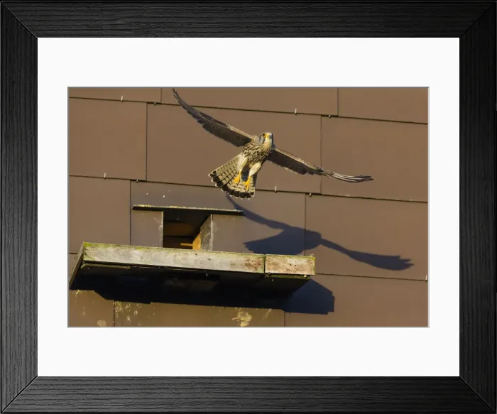 Framed Print : 180408d0052 Framed Print : 180408d0052