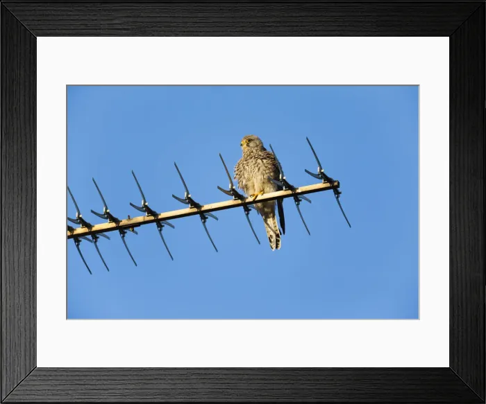 Framed Print : 180408d0056 Framed Print : 180408d0056