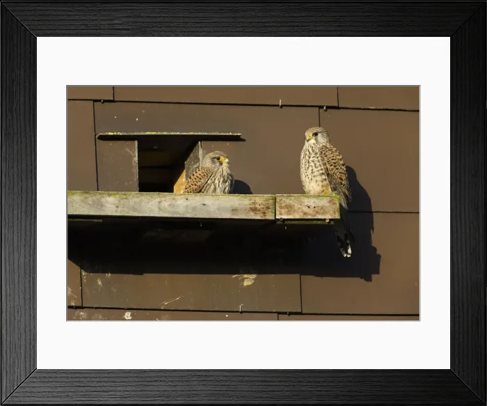 Framed Print : 180408d0060 Framed Print : 180408d0060
