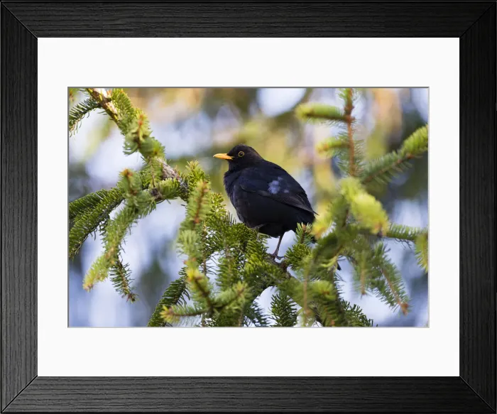 Framed Print : 180408d0063 Framed Print : 180408d0063