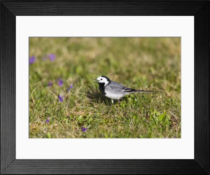 Framed Print : 180408d0073 Framed Print : 180408d0073
