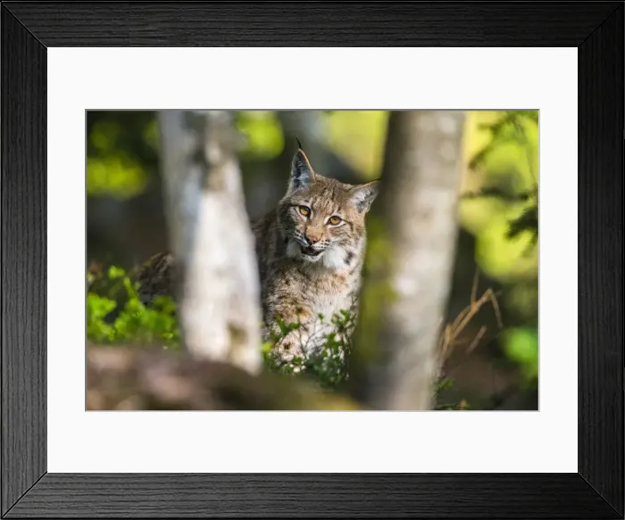 Framed Print : 180419d0080 Framed Print : 180419d0080