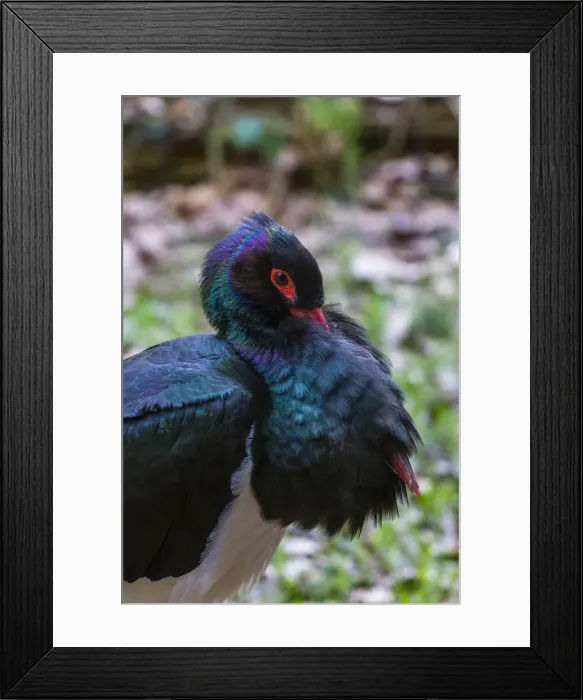 Framed Print : 180421d0085