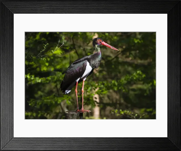 Framed Print : 180421d0090 Framed Print : 180421d0090