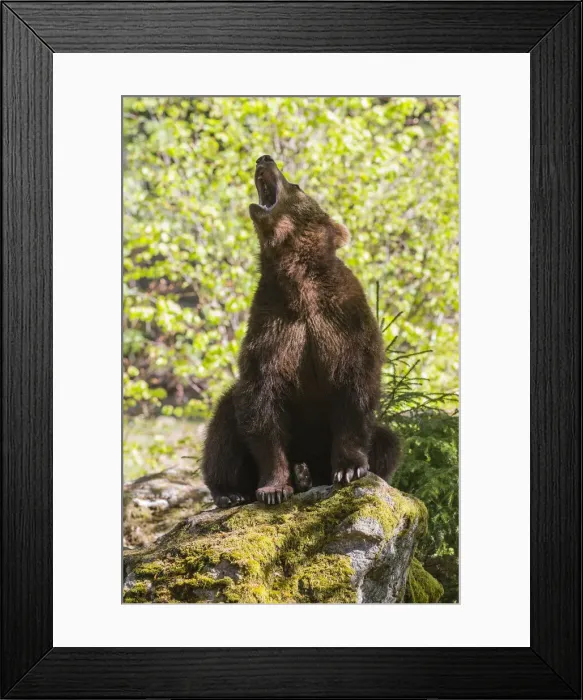 Framed Print : 180421d0097