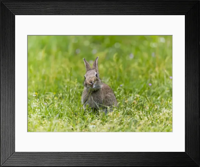 Framed Print : 180516w0009 Framed Print : 180516w0009