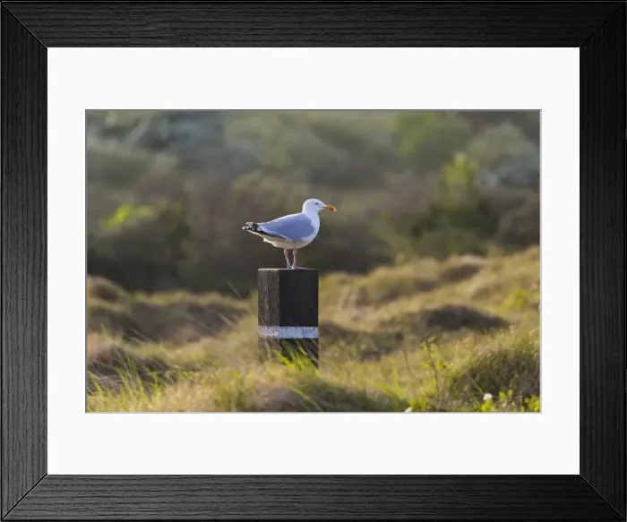 Framed Print : 180516w0015 Framed Print : 180516w0015