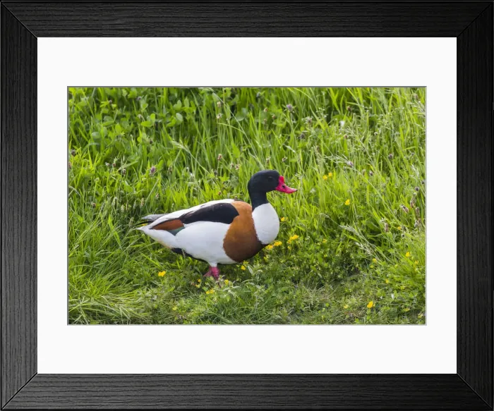 Framed Print : 180517w0023 Framed Print : 180517w0023