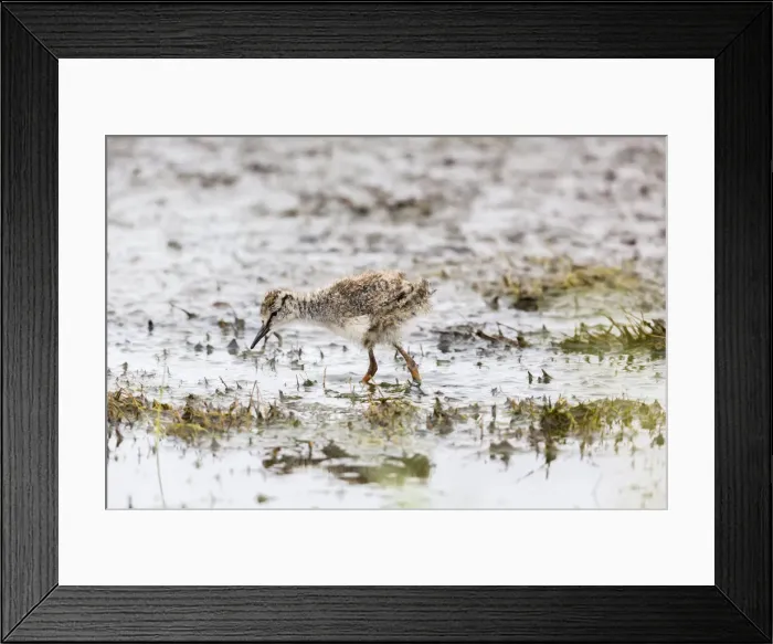 Framed Print : 180518w0040 Framed Print : 180518w0040