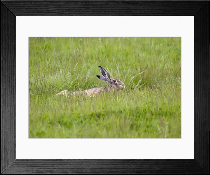 Framed Print : 180518w0055 Framed Print : 180518w0055
