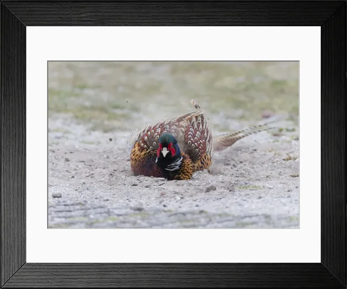 Framed Print : 180519d0030