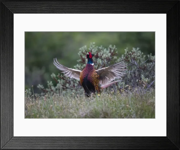 Framed Print : 180519d0035 Framed Print : 180519d0035