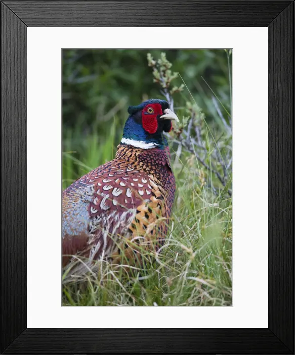 Framed Print : 180519d0038 Framed Print : 180519d0038