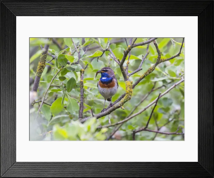 Framed Print : 180519w0070 Framed Print : 180519w0070
