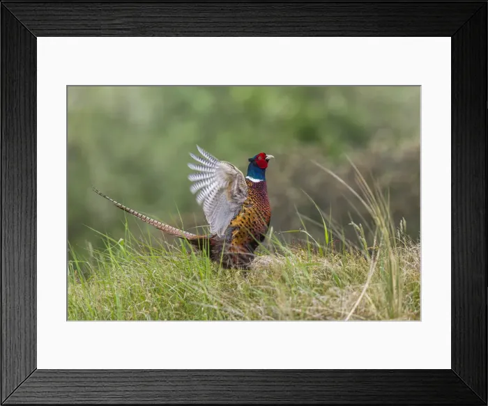 Framed Print : 180519w0061 Framed Print : 180519w0061