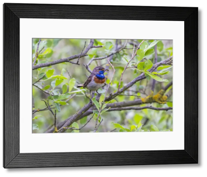 Framed Print : 180519w0071 Framed Print : 180519w0071