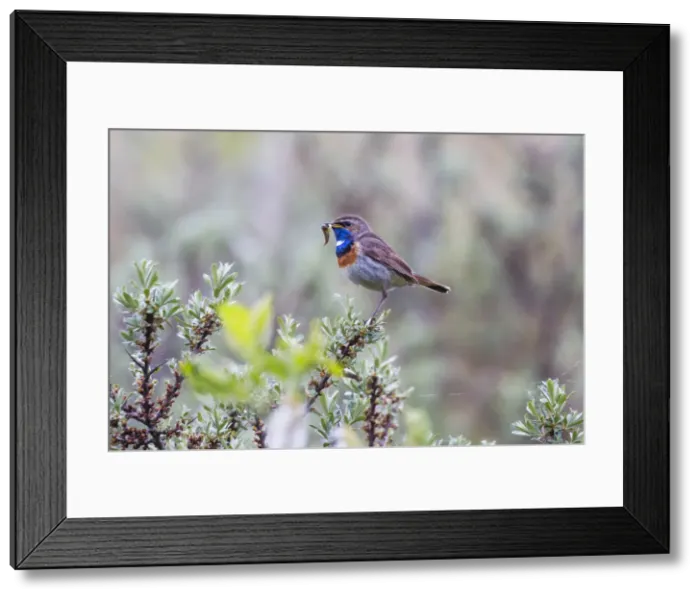 Framed Print : 180519w0074 Framed Print : 180519w0074