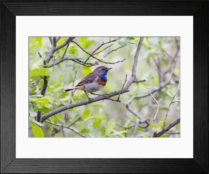 Framed Print : 180519w0075