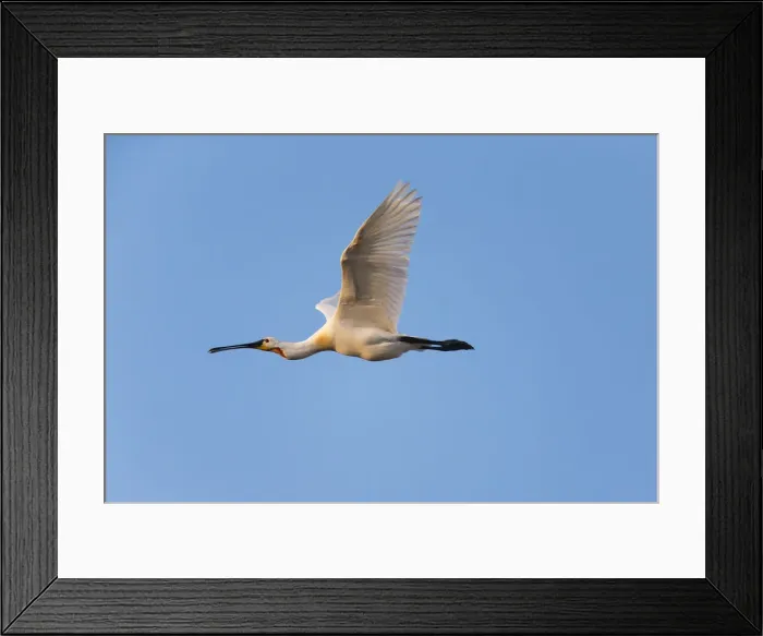 Framed Print : 180520d0047 Framed Print : 180520d0047