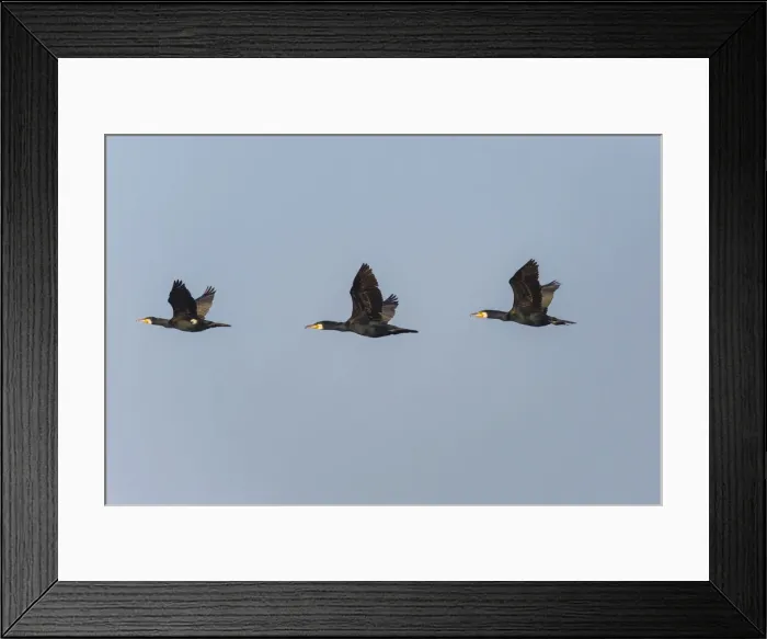 Framed Print : 180520w0097 Framed Print : 180520w0097