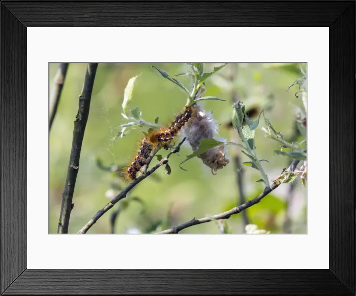 Framed Print : 180520w0086 Framed Print : 180520w0086