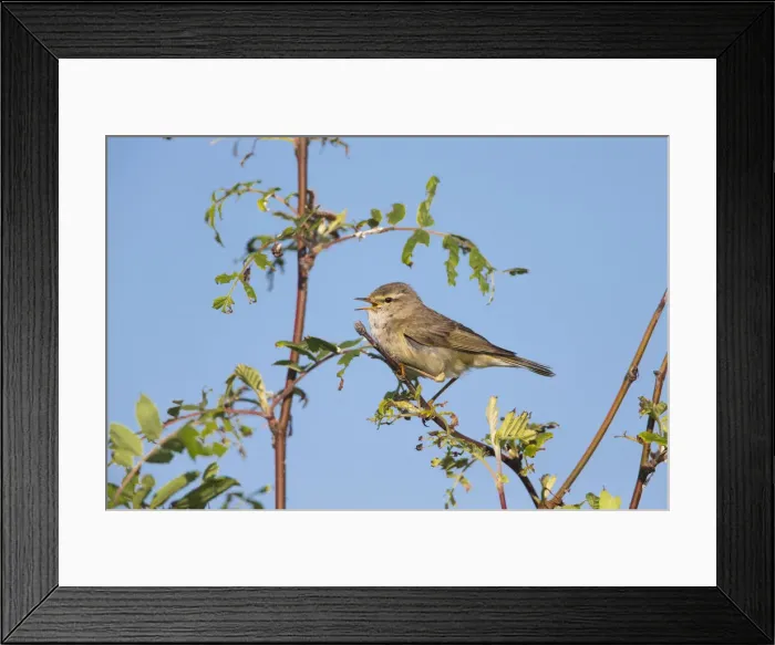 Framed Print : 180521d0053 Framed Print : 180521d0053