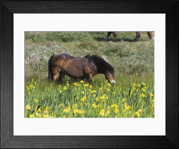 Framed Print : 180521d0060 Framed Print : 180521d0060