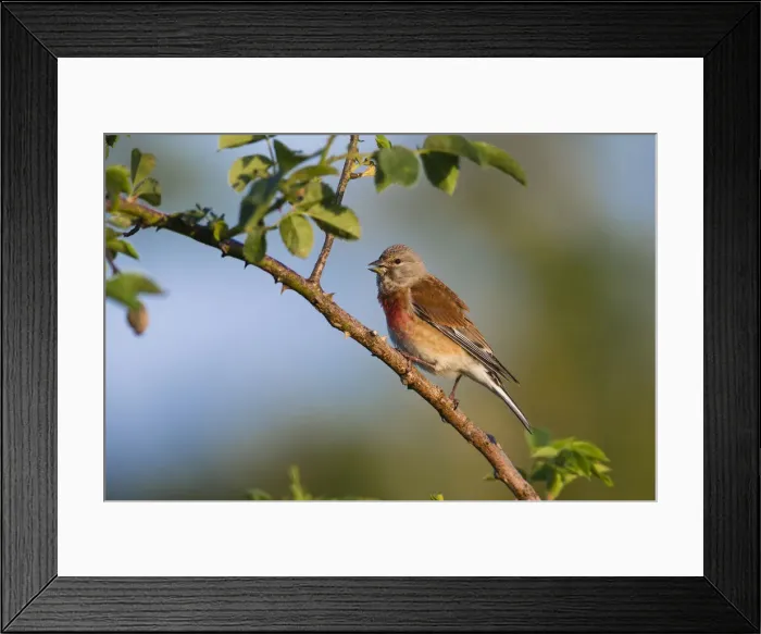 Framed Print : 180521d0066 Framed Print : 180521d0066