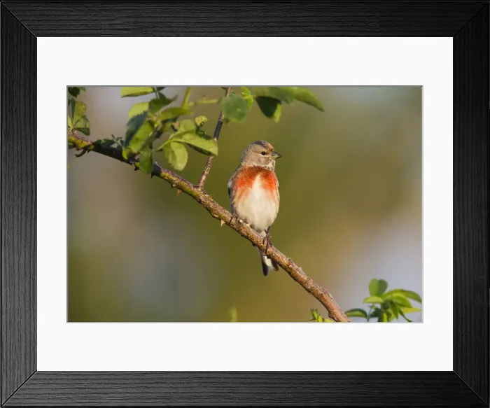 Framed Print : 180521d0068 Framed Print : 180521d0068
