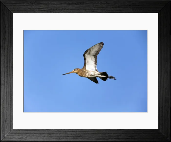 Framed Print : 180522d0077 Framed Print : 180522d0077