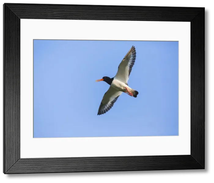 Framed Print : 180523w0186