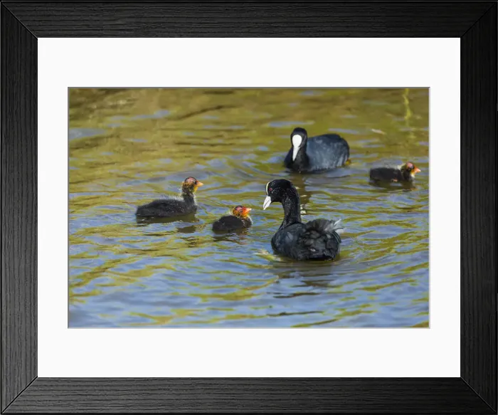 Framed Print : 180524w0223 Framed Print : 180524w0223