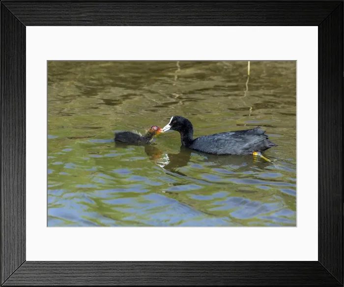 Framed Print : 180524w0243 Framed Print : 180524w0243