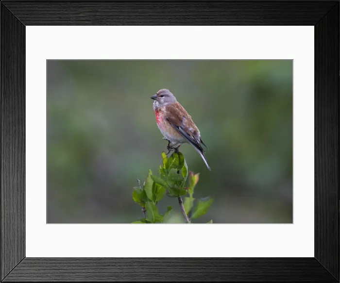Framed Print : 1805_0040. Common Linnet - male singing, North Hessen, Germany Date: 11-Feb-19 Framed Print : 1805_0040. Common Linnet - male singing, North Hessen, Germany Date: 11-Feb-19