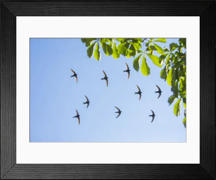 Framed Print : 180713d0008 Framed Print : 180713d0008