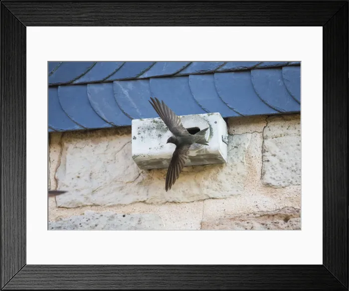 Framed Print : 180714d0012 Framed Print : 180714d0012