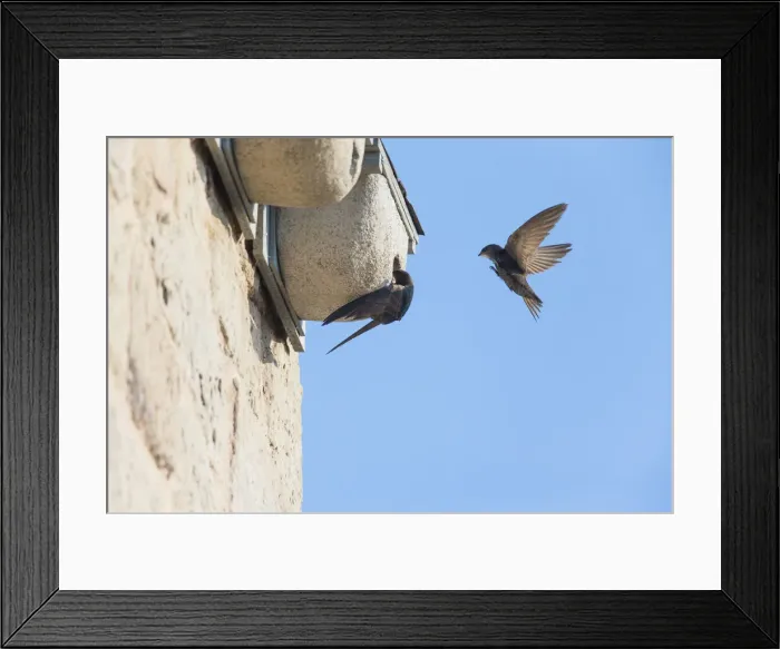 Framed Print : 180714d0027 Framed Print : 180714d0027