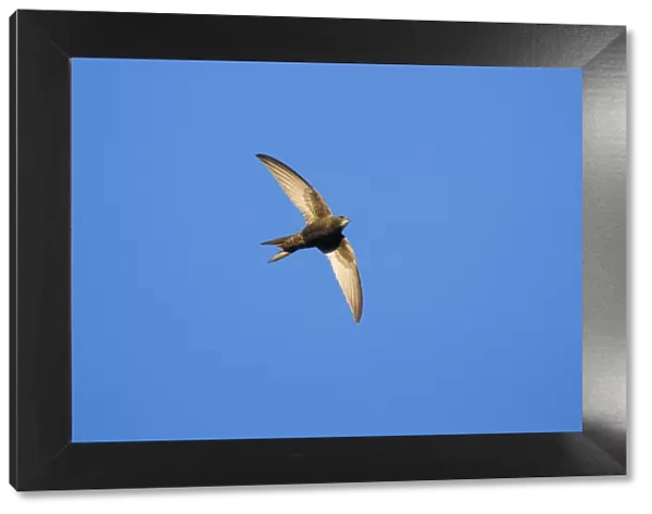 1807_0056. Common Swift - bird in flight, hunting for insects, North Hessen, Germany Date