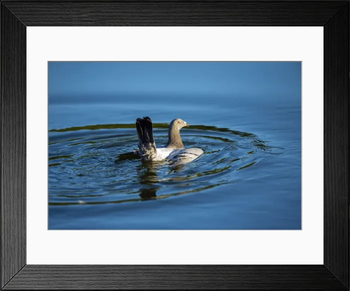 Framed Print : 180806d0004 Framed Print : 180806d0004