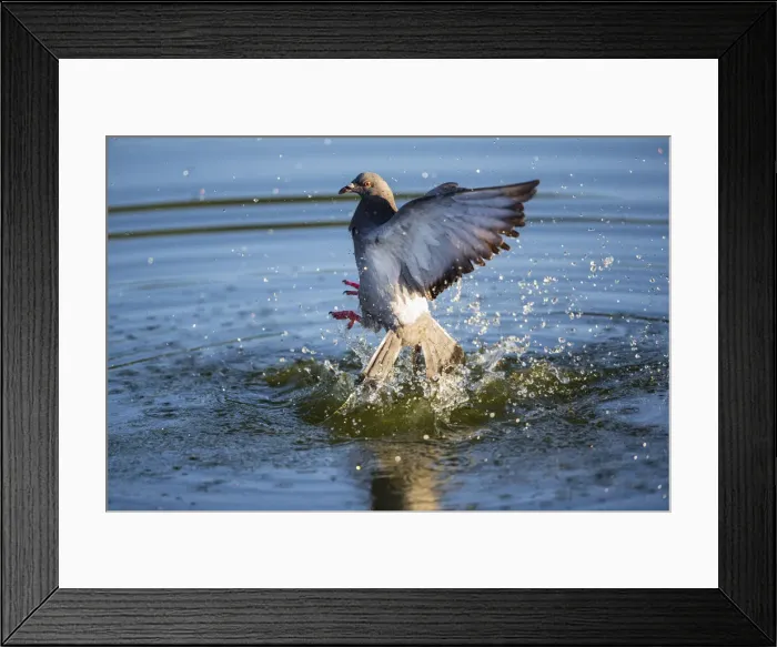 Framed Print : 180806d0005 Framed Print : 180806d0005