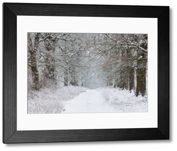 Framed Print : 20160121_161420_0029 Framed Print : 20160121_161420_0029