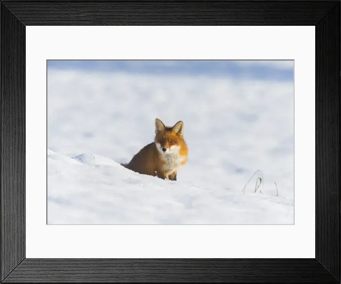 Framed Print : 20160122_121627_0059 Framed Print : 20160122_121627_0059