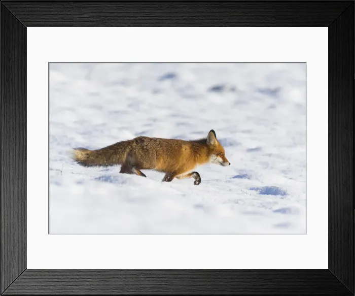 Framed Print : 20160122_121707_0071 Framed Print : 20160122_121707_0071