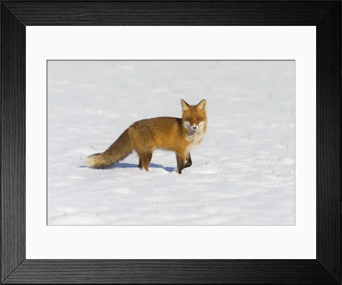 Framed Print : 20160122_135416_0142 Framed Print : 20160122_135416_0142