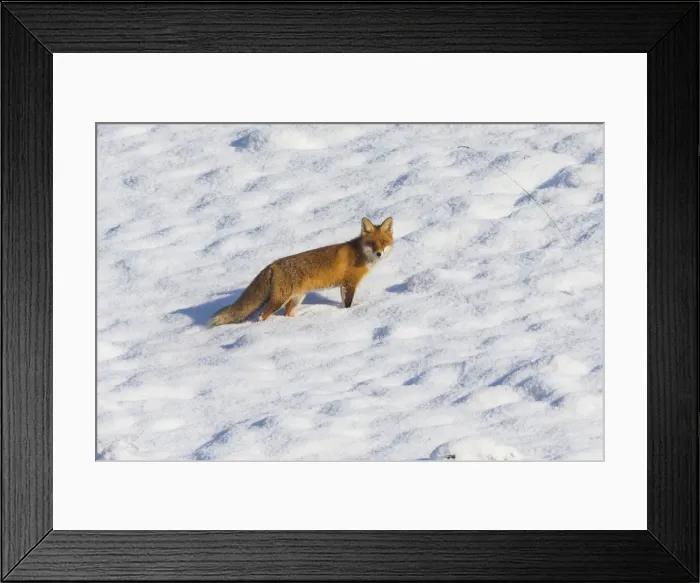 Framed Print : 20160122_135610_0154 Framed Print : 20160122_135610_0154
